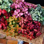 گیاهان آپارتمانی رنگی؛ خودنمایی رنگ‌ها بین گیاهان سبز