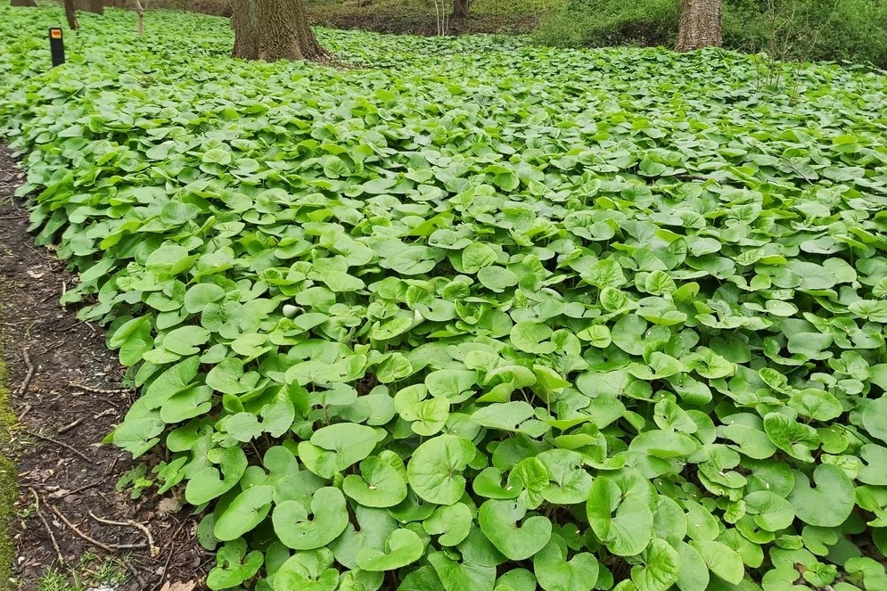 جایگزین چمن در فضای سبز