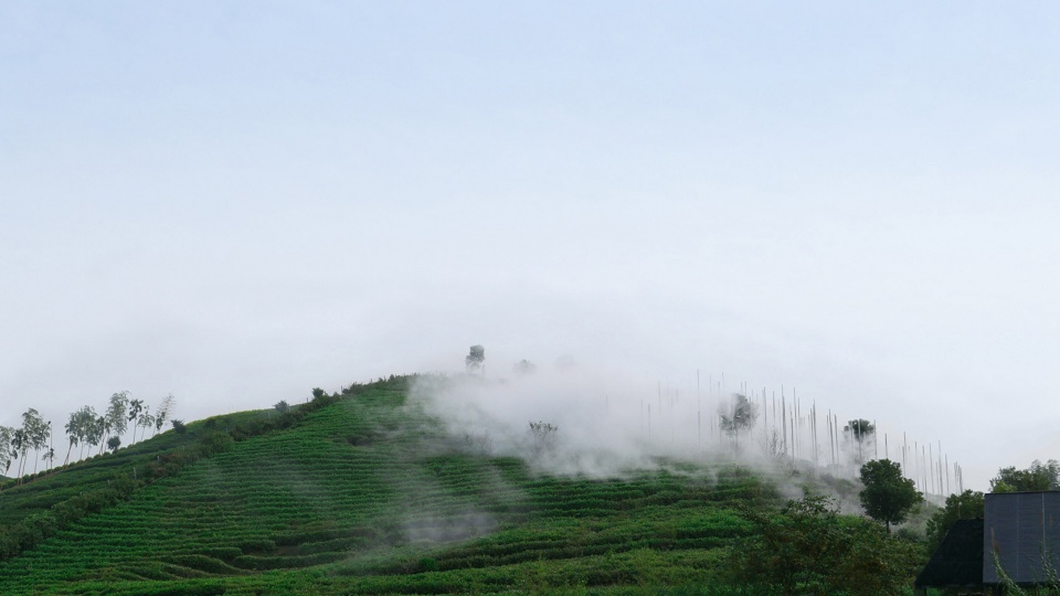 نوشیدن چای در یک مزرعه مه گرفته حتی اگر هوا مه آلود نباشد!