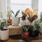 معرفی 6 گیاه آپارتمانی حساس به جابه‌جایی، جای این گیاهان را عوض نکنید.