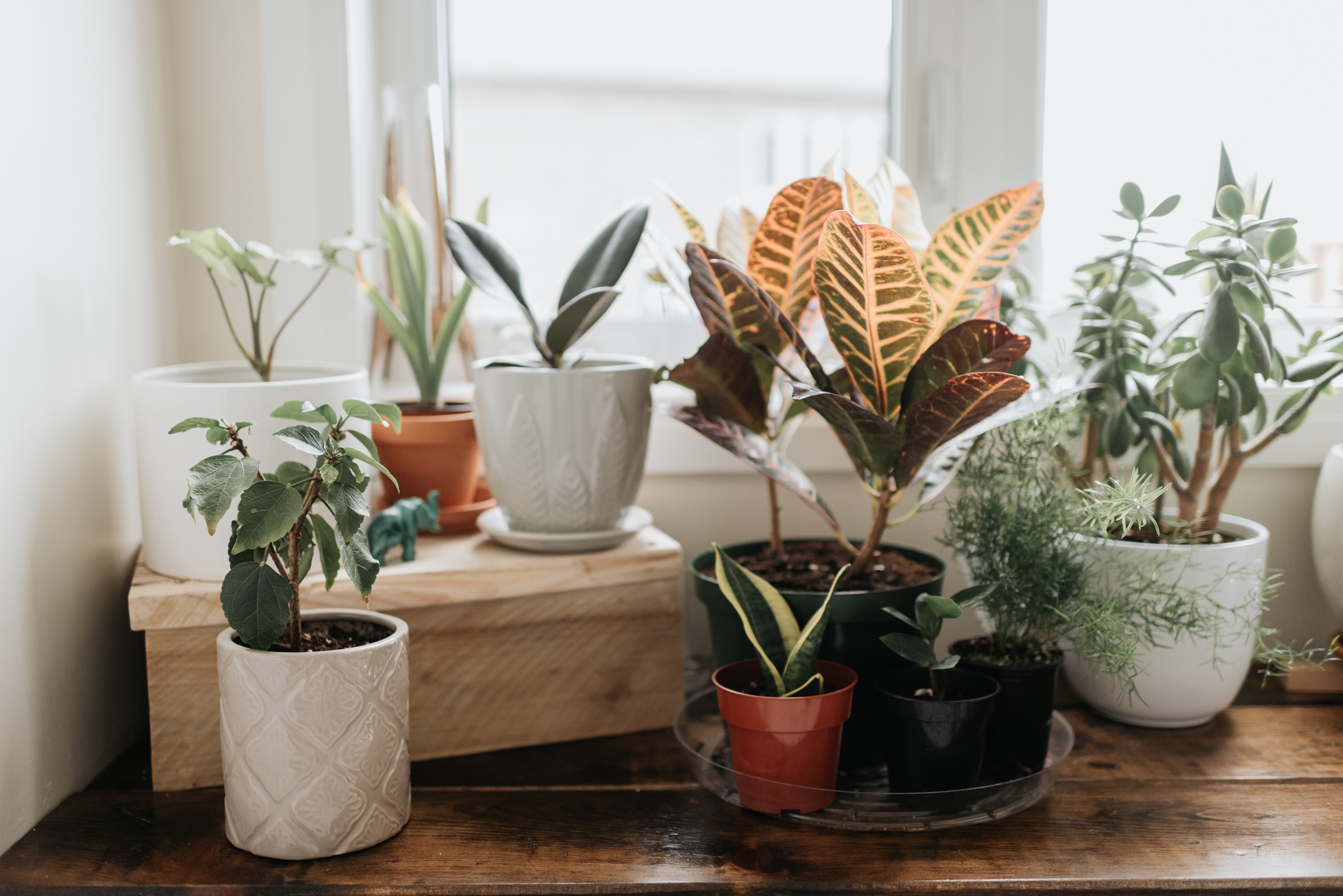 معرفی 6 گیاه آپارتمانی حساس به جابه‌جایی، جای این گیاهان را عوض نکنید.