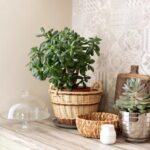 گیاه آپارتمانی خرفه، گلدانی برای دکوراسیون منزل مینیمال