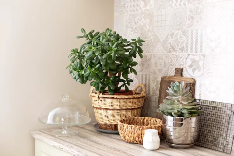گیاه آپارتمانی خرفه، گلدانی برای دکوراسیون منزل مینیمال