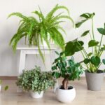 گیاه آپارتمانی حساس به سرما، در زمستان بیشتر مراقب این 11 گیاه باشید