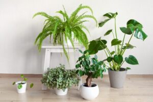 گیاه آپارتمانی حساس به سرما، در زمستان بیشتر مراقب این 11 گیاه باشید