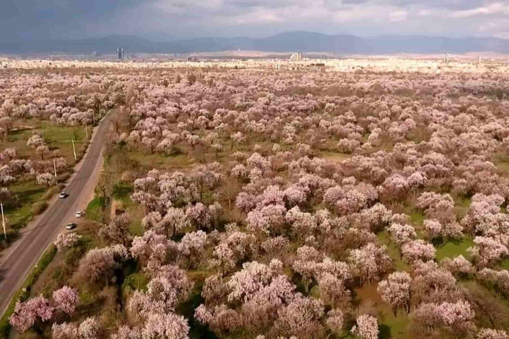 باغستان‌های سنتی قزوین