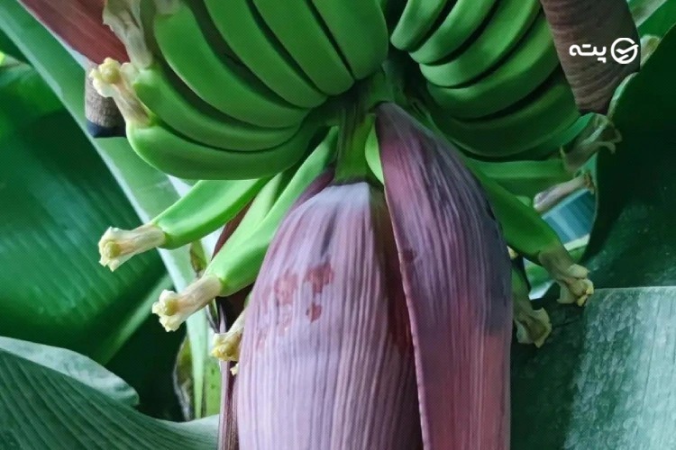باغ گیاهی