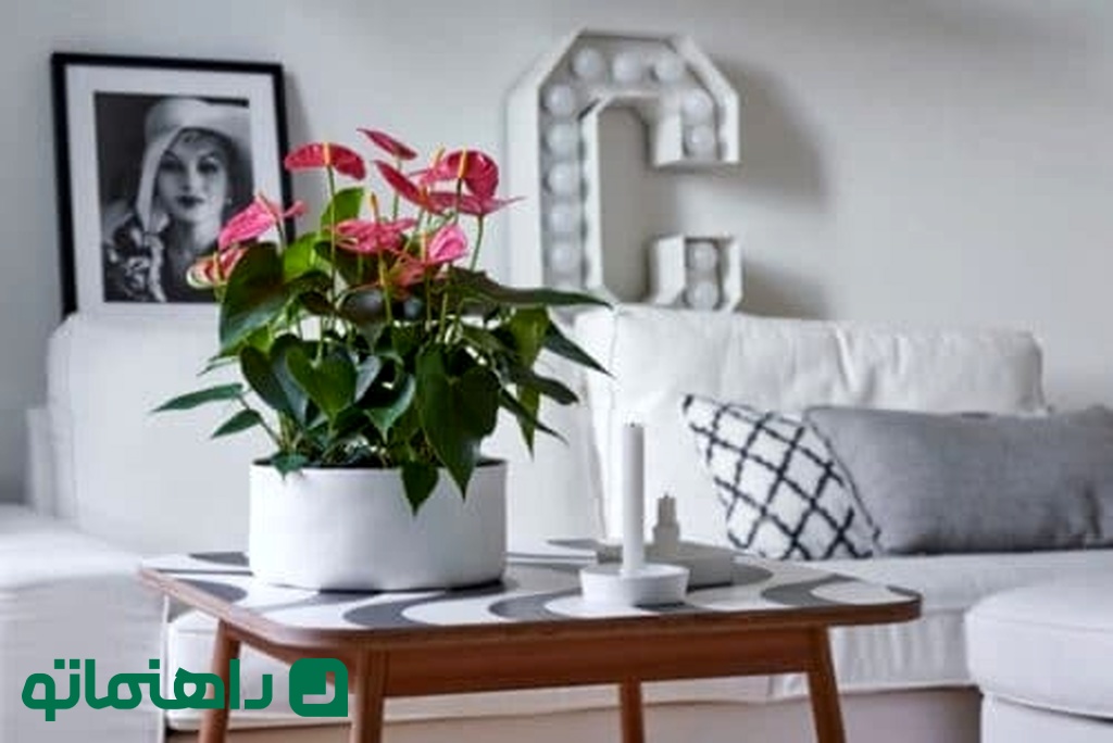 آنتوریوم