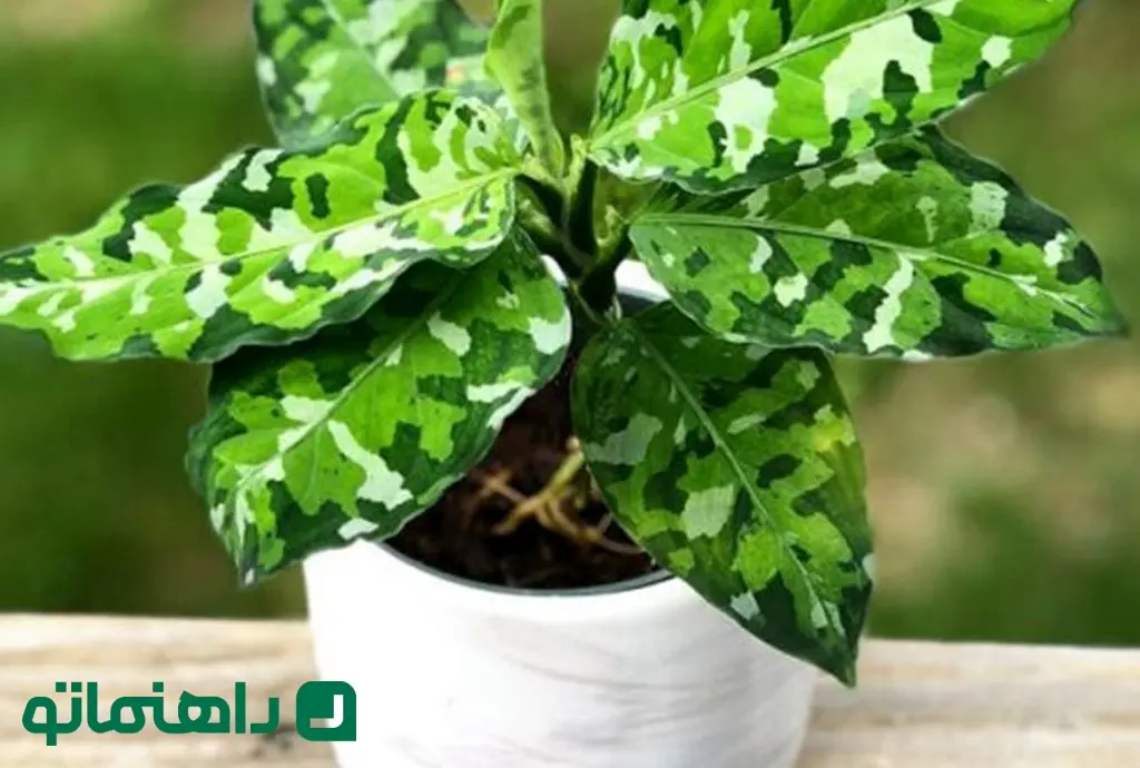 گیاه آپارتمانی