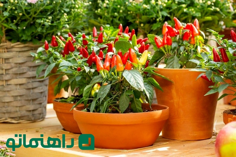 فلفل+قرمز