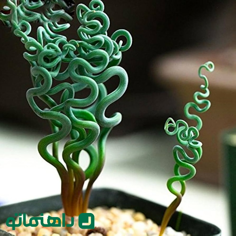 تراچیاندرا
