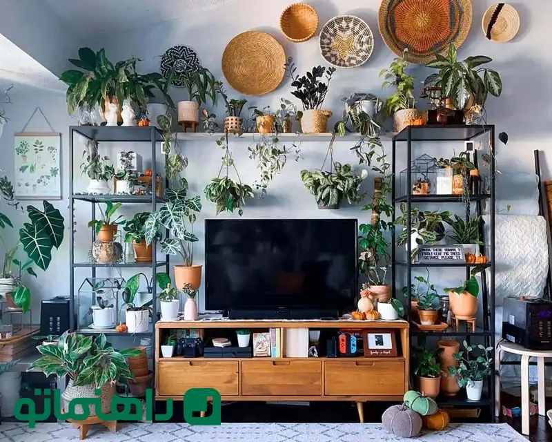 گیاهان آپارتمانی برای میز تلویزیون