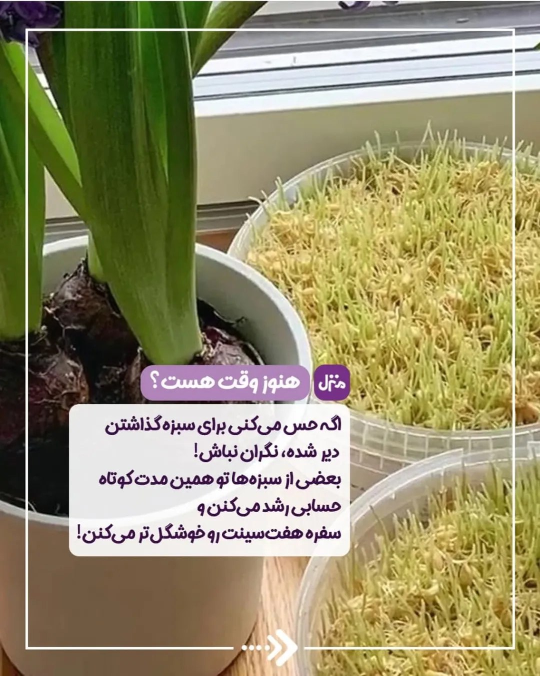 سبزه