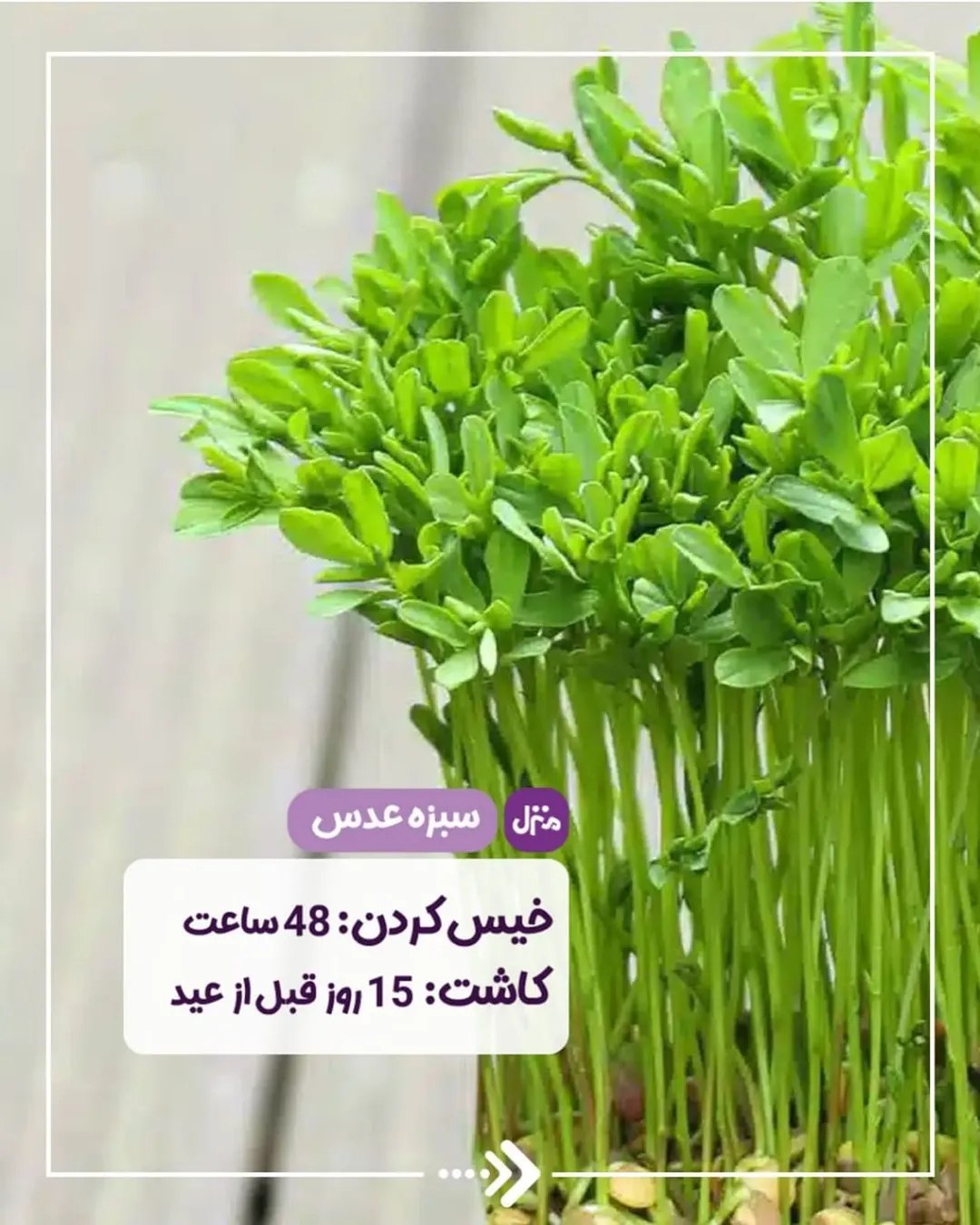سبزه