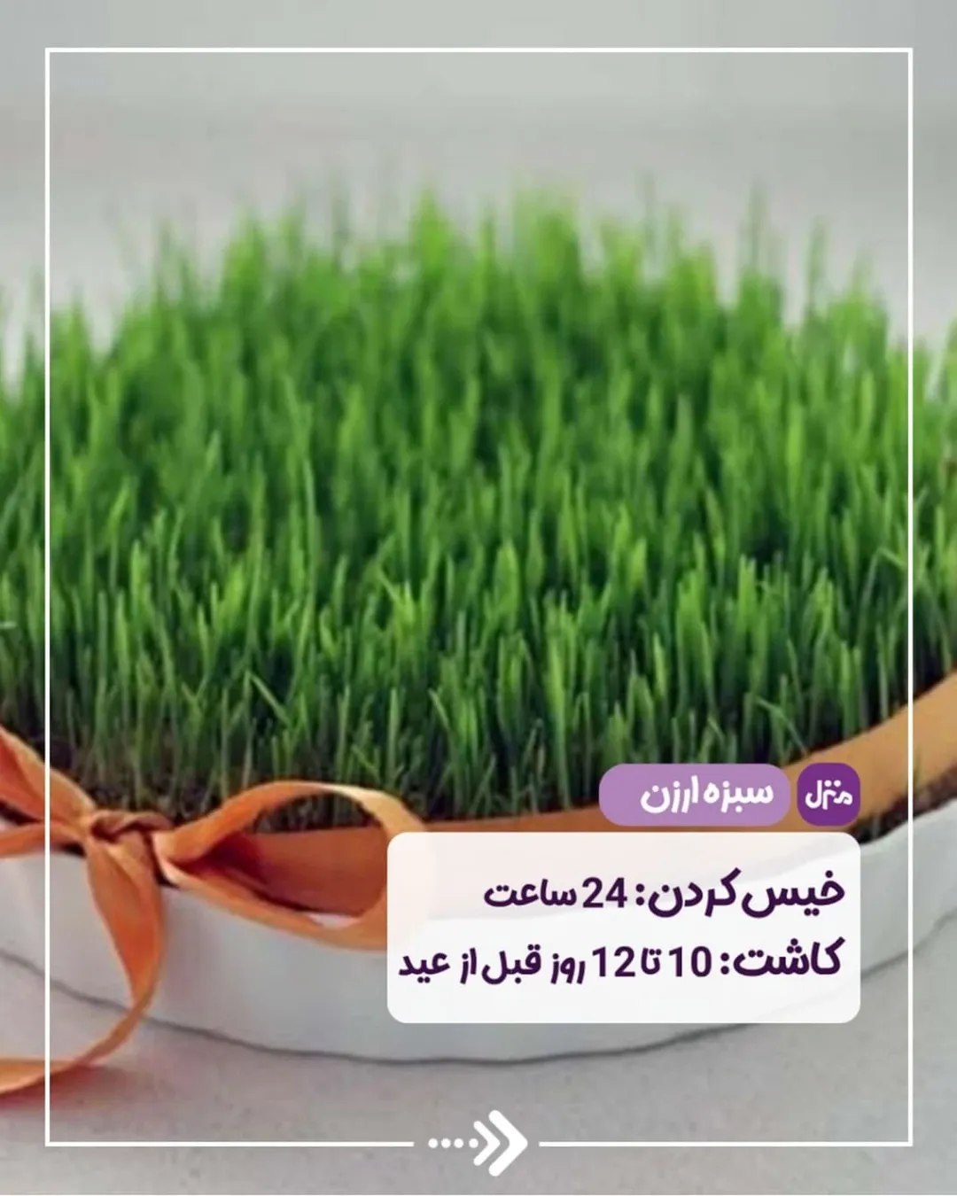 سبزه