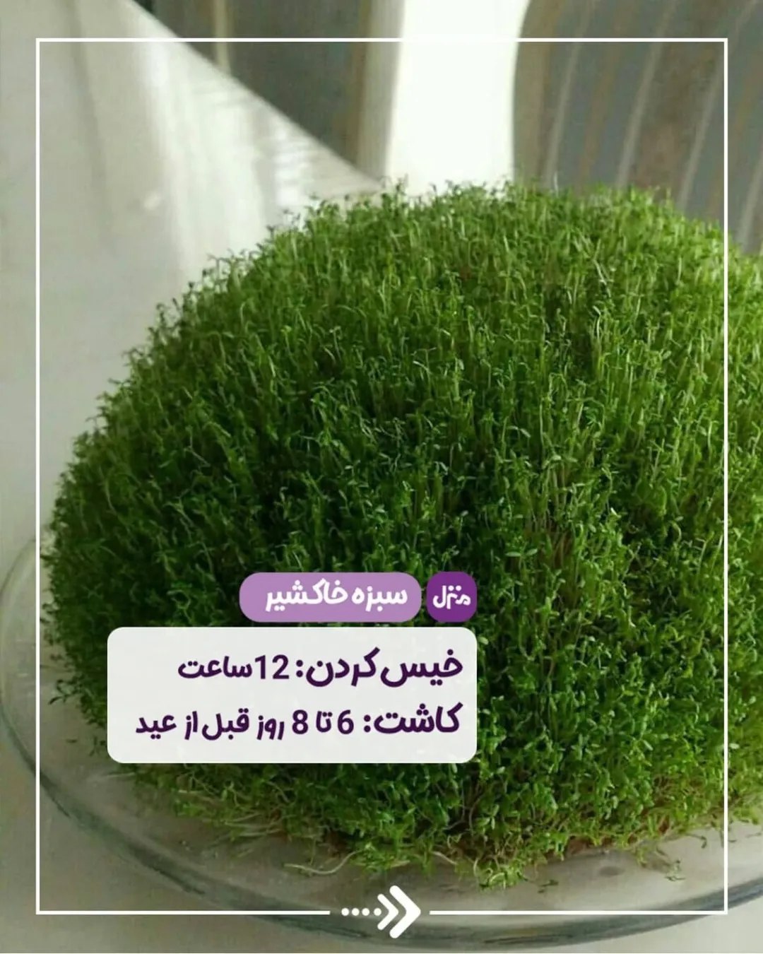 سبزه