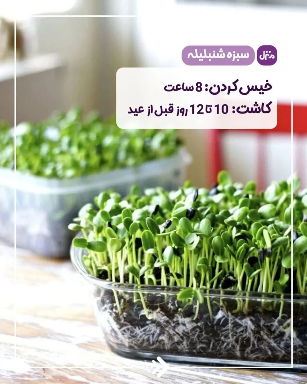 سبزه