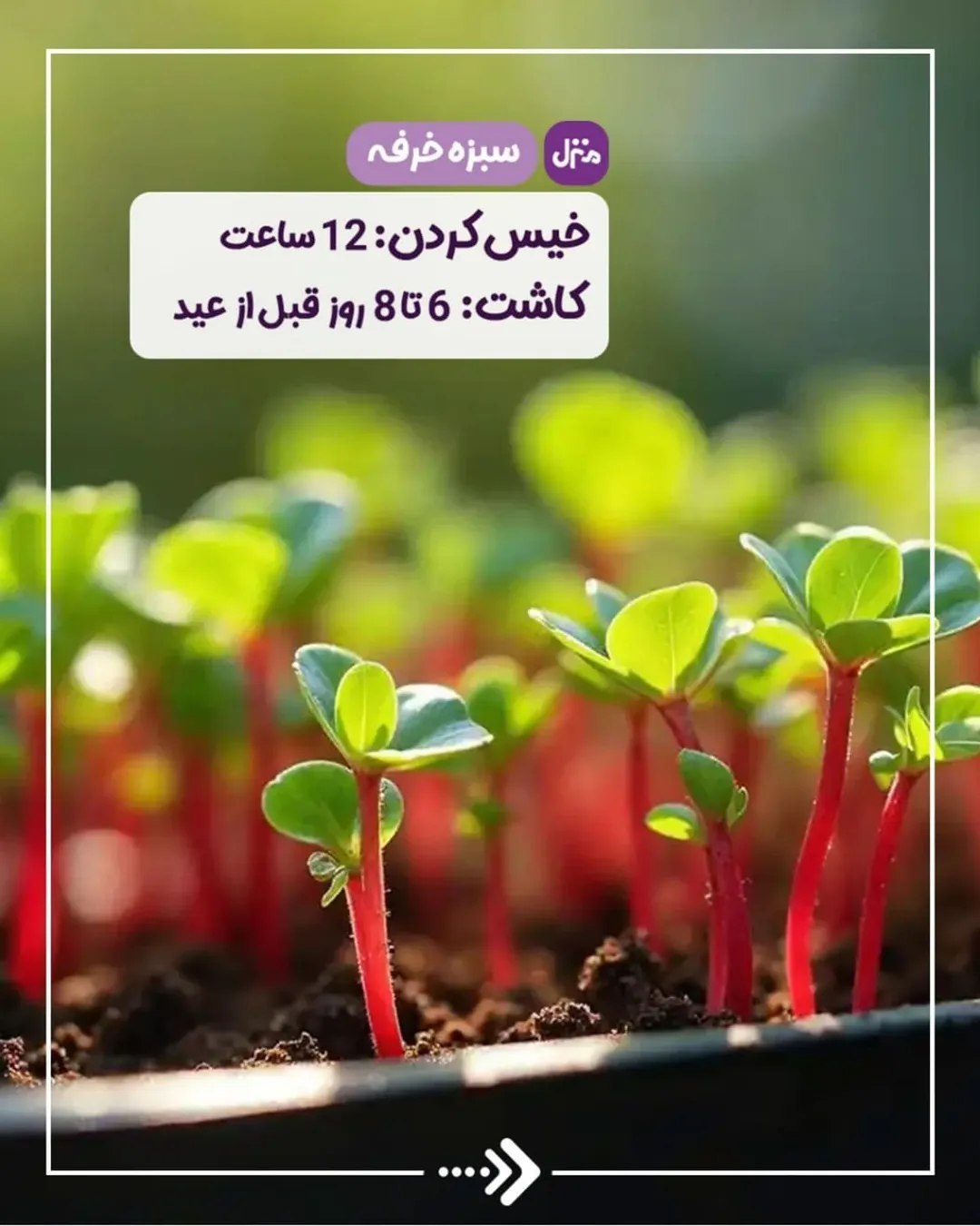 سبزه