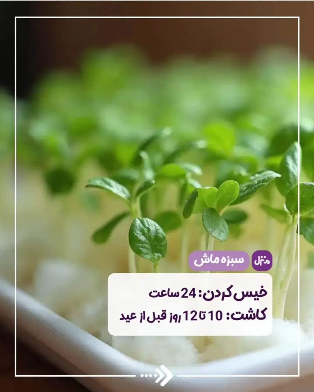 سبزه