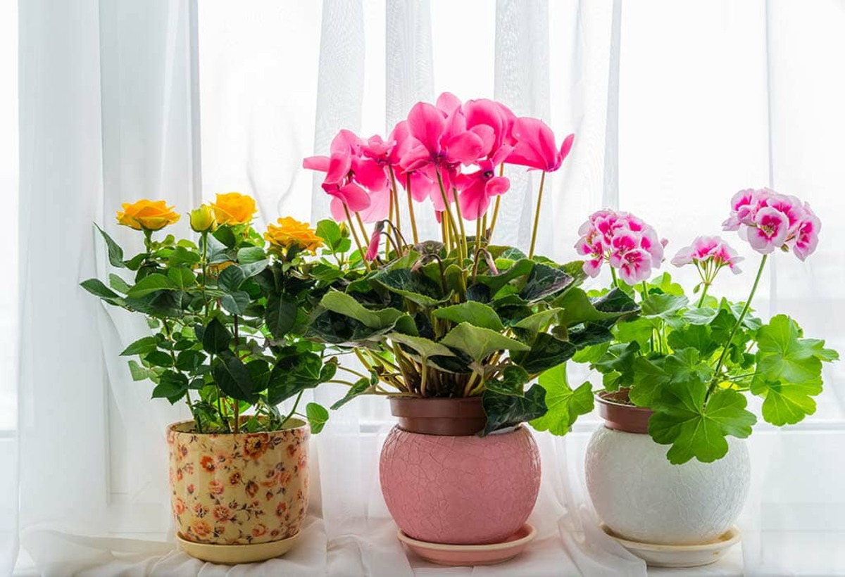 7 گل آپارتمانی مخصوص بهار که برای همیشه خانه را خوشبو می‌کند