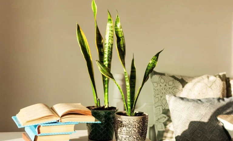 چرا برگ‌های سانسوریا لوله می‌شود؟ راهکارهای نجات سریع گیاه