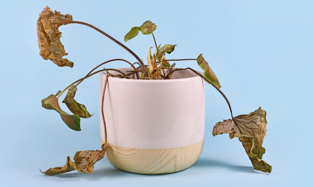 ۶ نشانه که عمر گیاهان آپارتمانی شما رو به پایان است