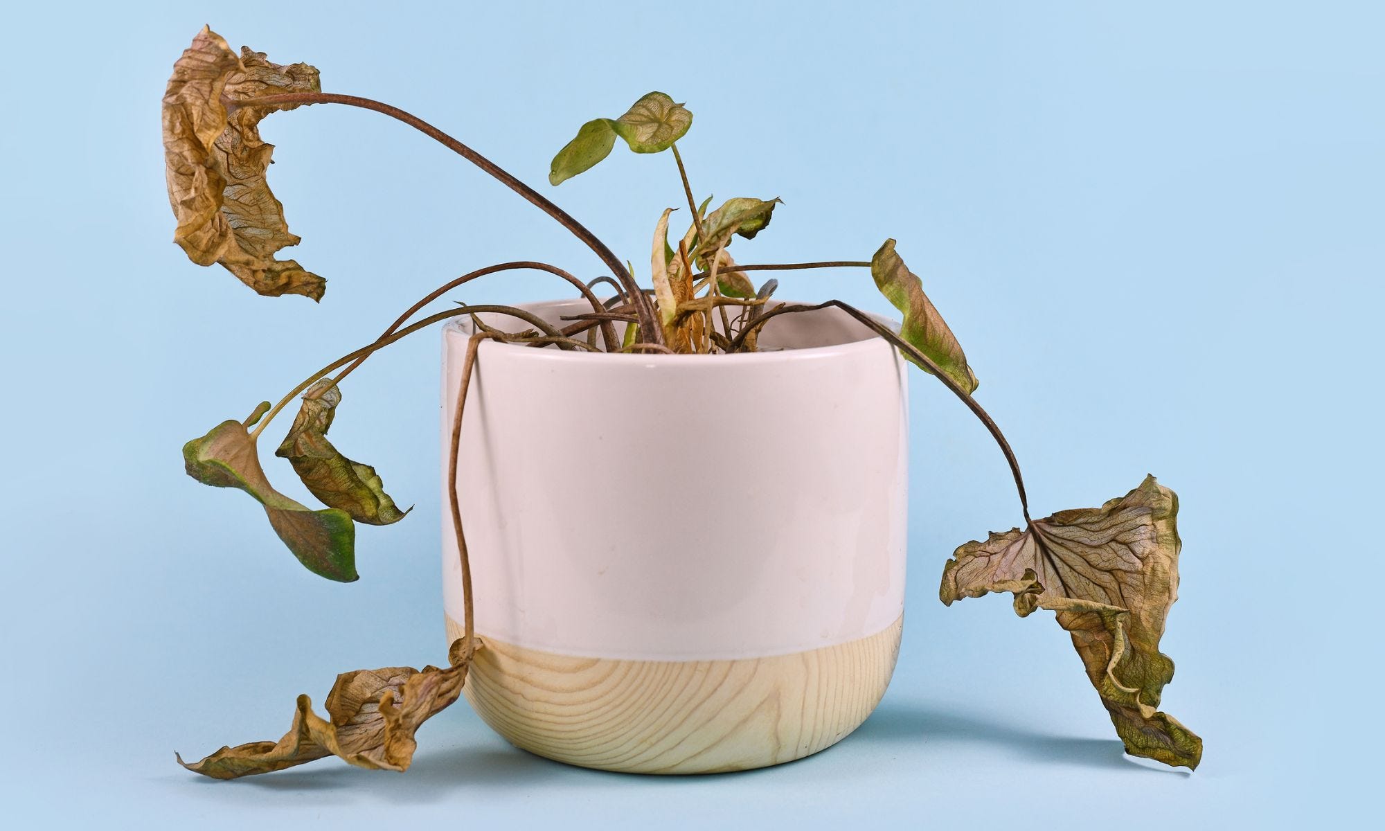 ۶ نشانه که عمر گیاهان آپارتمانی شما رو به پایان است