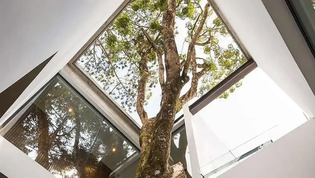 هفت خانه‌ عجیبی که از وسط اتاق‌های آن درخت روییده است