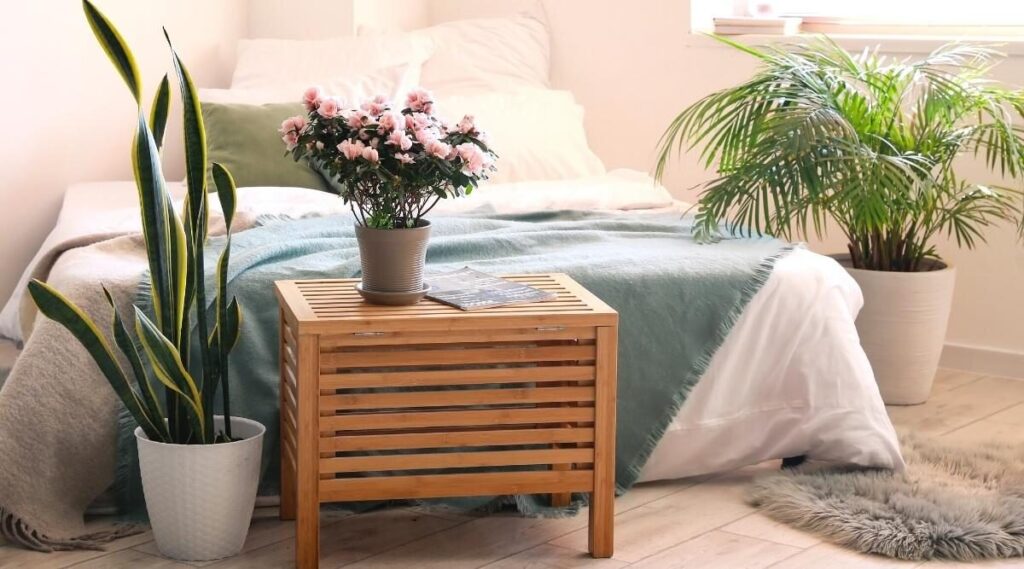 ۵ گیاه آپارتمانی اکسیژن‌ساز که وجود آن در هر خانه‌ای ضروری ست!