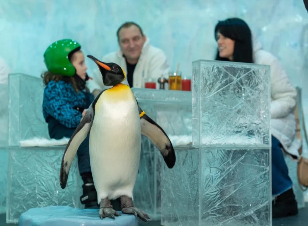 معماری یخی یک رستوران در دبی که پنگوئن‌ها ساکن آن هستند