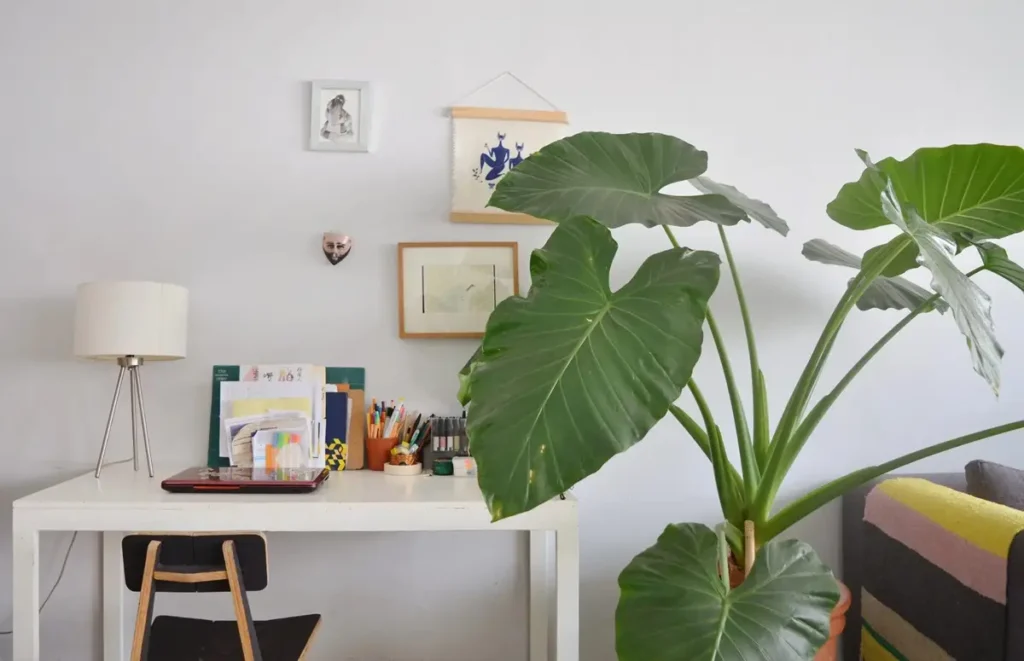 7 گیاه آپارتمانی پهن برگ که دکواسیون خانه شما را نجات می‌دهند!