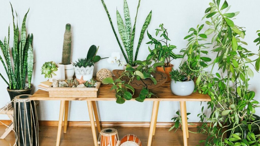 گیاهانی که ناسا برای پاک‌سازی هوای خانه و محل کار توصیه می‌کند