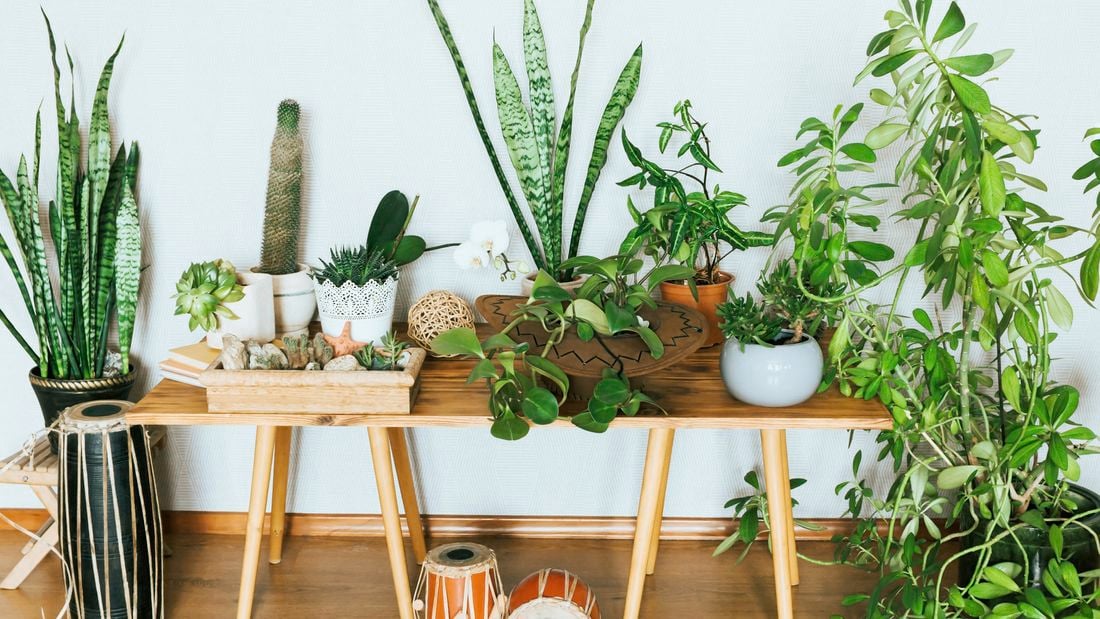 گیاهانی که ناسا برای پاک‌سازی هوای خانه و محل کار توصیه می‌کند