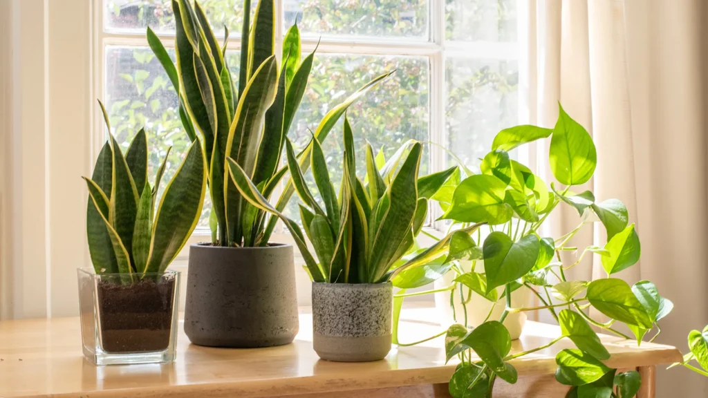 هفت گیاه آپارتمانی که مناسب تصفیه هوای آلوده هستند