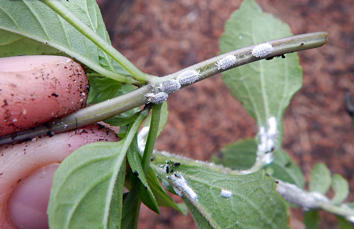 اگر گیاه آپارتمانی‌ات این شکلی شد، چاره کمی الکل است