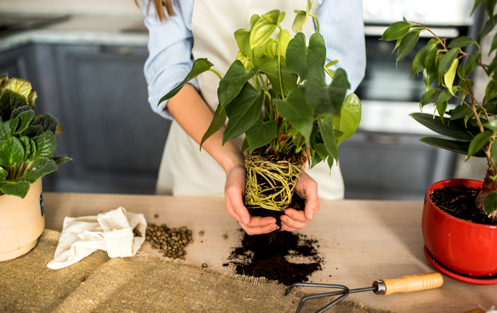 ۶ نشانه که گلدان گیاه شما کوچک شده