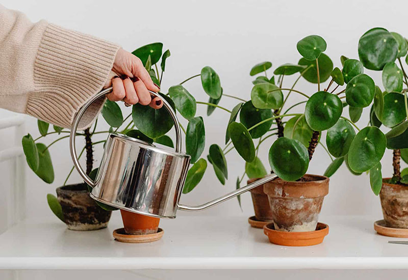 این مایع دورریز گیاهان‌تان را زنده می‌کند!