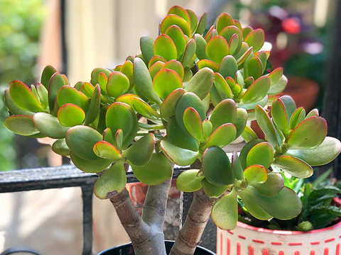 گیاهی که در خانه برای شما پول جذب می‌کند!