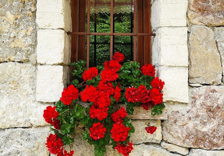 یک گلدان شمعدانی راز خطرناک‌ترین جاسوس زن تاریخ را لو داد