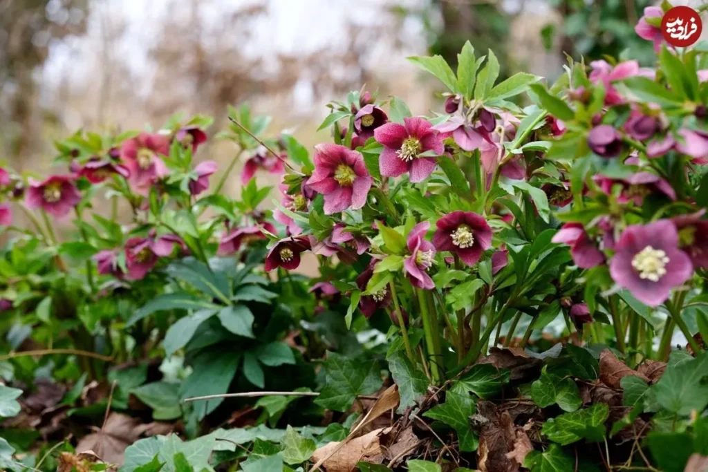 ۱۰ گیاه بسیار زیبا که همین روزها وقت کاشتن آن‌ها است