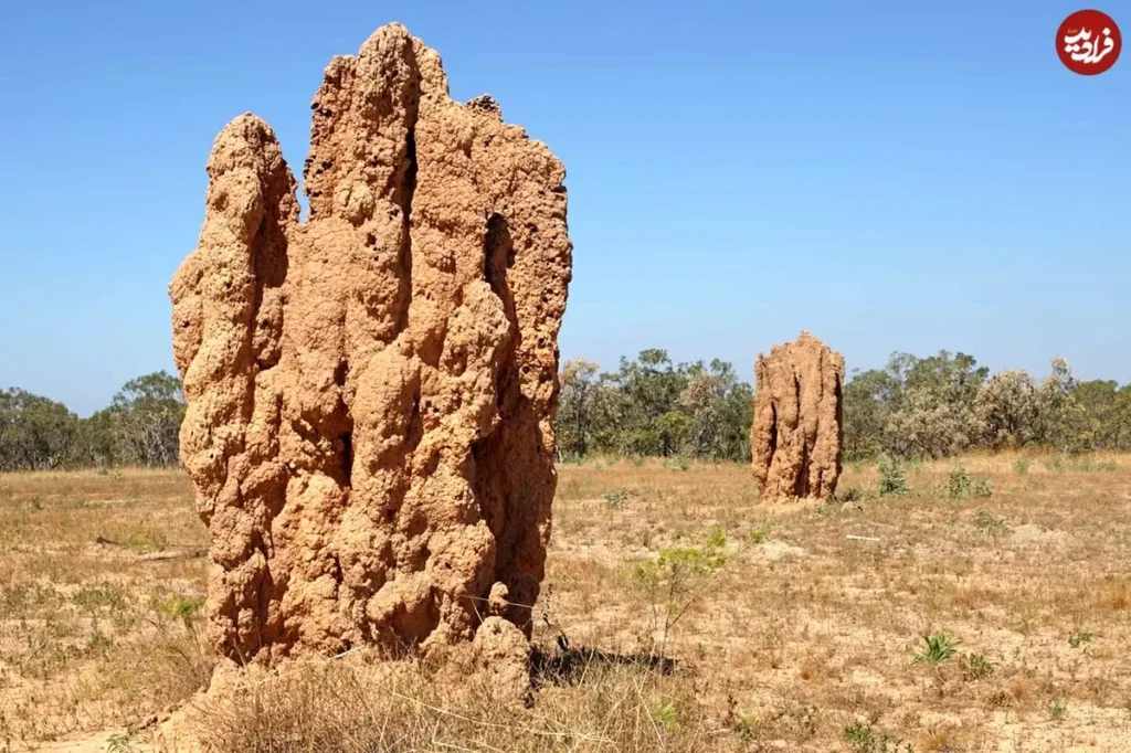 این شاهکارهای کم‌نظیر معماری را یک حشره کوچک ساخته است