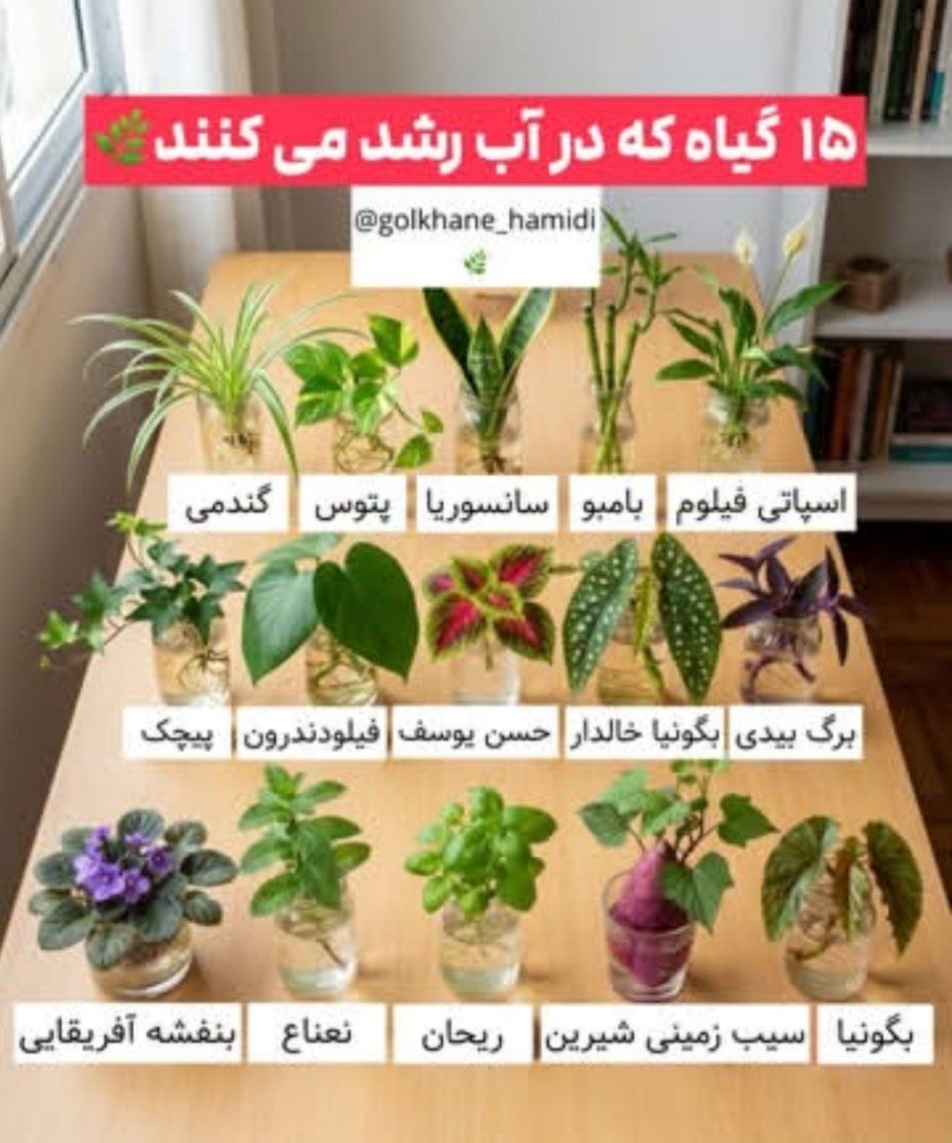 ۱۵ گیاه آپارتمانی که فقط و فقط در آب رشد می‌کنند