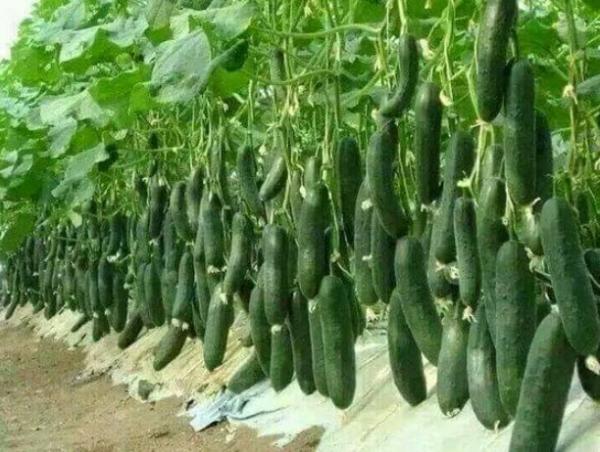خیار آبشاری؛ سبزیِ سرازیر از آسمانِ حیاط